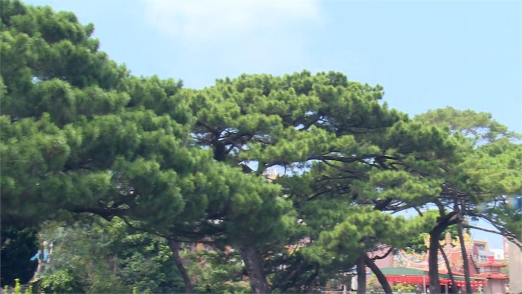 曾染病經搶救矗立百年　斗煥國小琉球松樹成珍貴文化地景