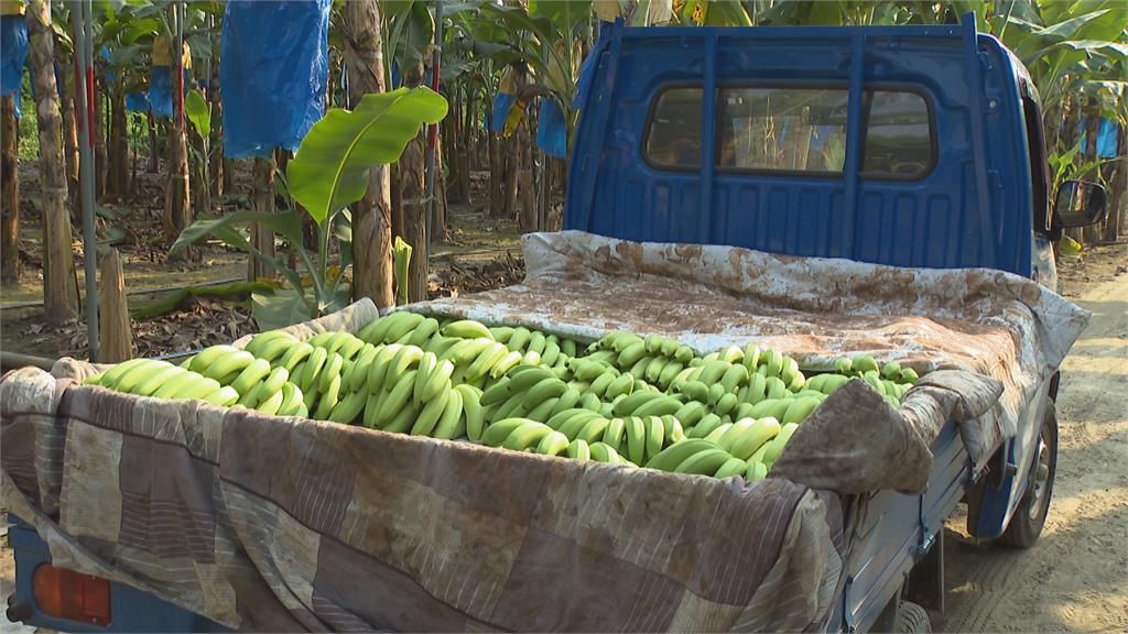 消基會查市售香蕉　3件有農藥殘留差一點就超標！