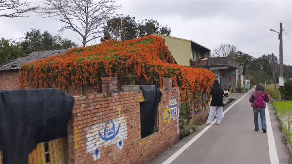 滿版炮仗花海 公館金橘瀑布罩紅磚老屋成打卡秘境
