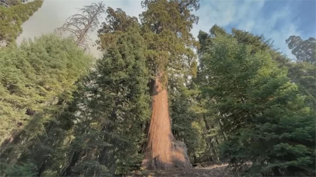 「薛曼將軍樹」已2千餘年　現存體積最大單體樹木