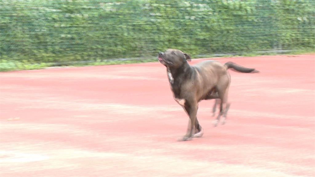 國內這六犬種被列為危險犬隻 比特犬攻擊性強是「唯一禁養」