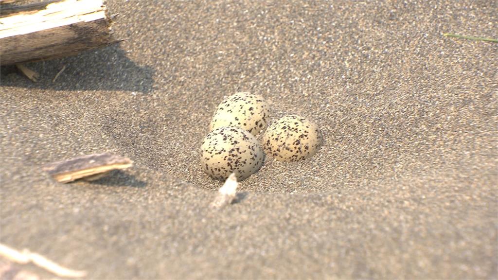 淡江大橋煙火逢「候鳥繁殖期」　民團憂心破壞生態