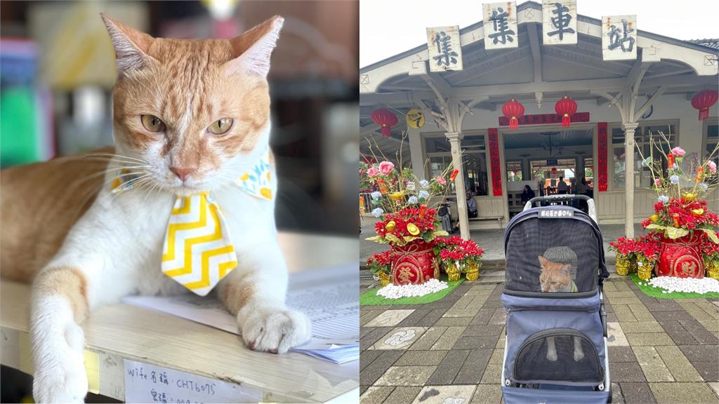台鐵集集「橘貓站長」2週後遭資遣!「不再執勤」網淚:求大家連署