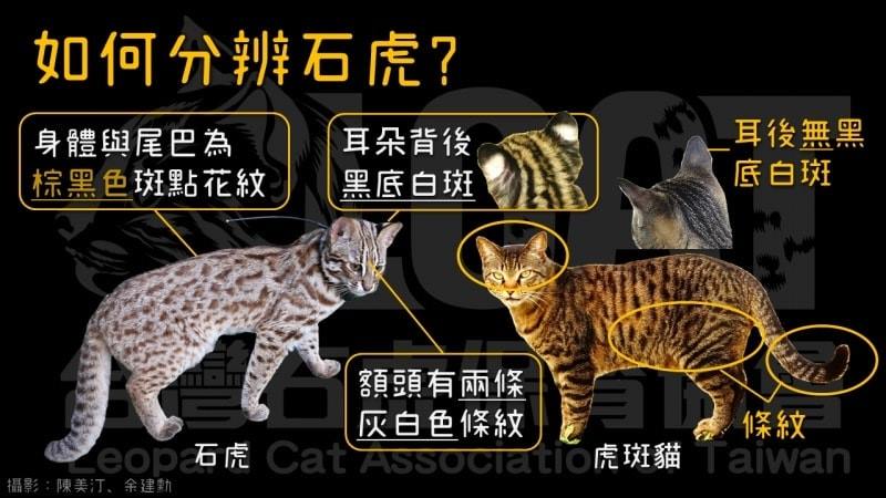 石虎再陷生存危機!僅上半年路殺15起「這縣市」最嚴重