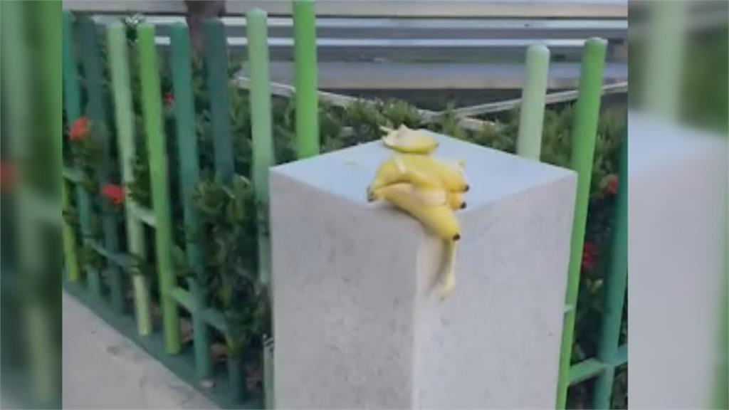 獼猴兩度偷香蕉都得逞! 開心蹦跳享用戰利品畫面監視器全都錄