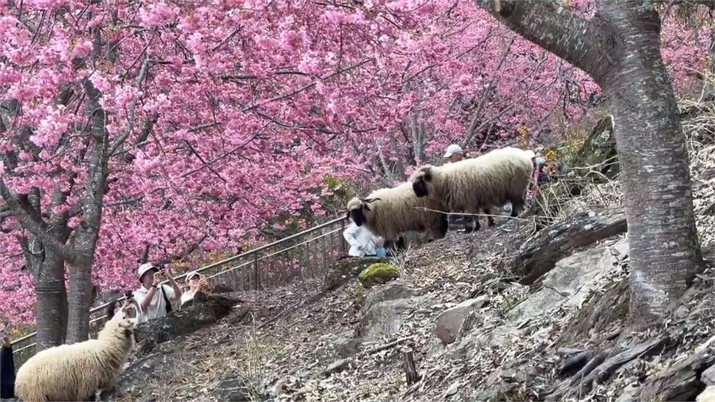 最萌採花現行犯! 清境農場羊咩咩狂嗑櫻花
