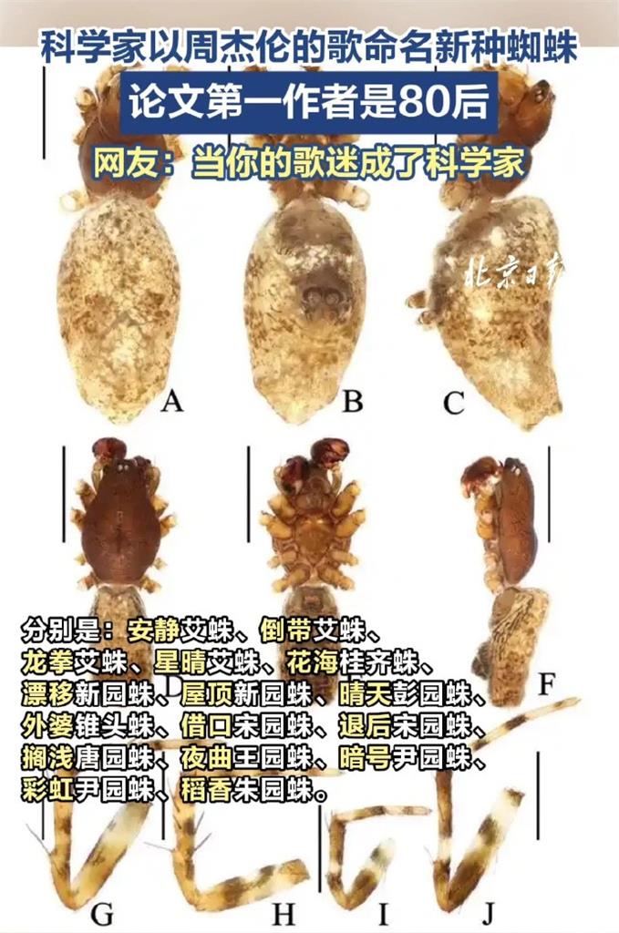 中國16新種蜘蛛「全用周杰倫歌」命名！稻香、夜曲都有…教授認了：喜歡聽