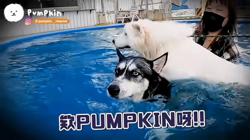 超萌薩摩耶跳游泳池嗨游狗爬式　累了竟將哈士奇當狗型浮板