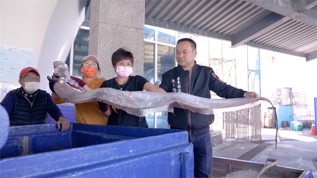 台東漁民捕白帶魚大豐收 地震魚意外入網直呼幸運