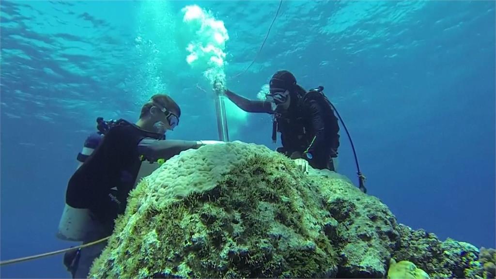 珊瑚礁白化日益嚴重! 澳洲大堡礁海水達400年來最高溫