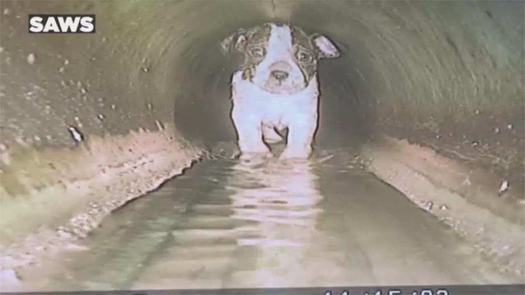 狗狗跌入地下污水管瑟瑟發抖！　救援人員花數小時協助脫困