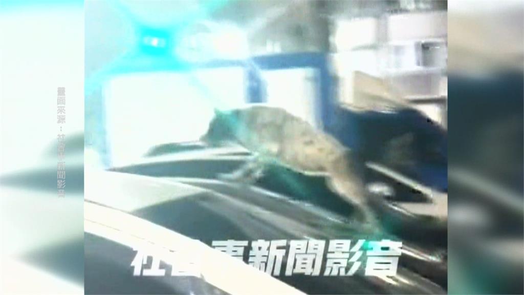 高雄這處停車場有奇景! 狗狗成群結隊趴車頂睡覺