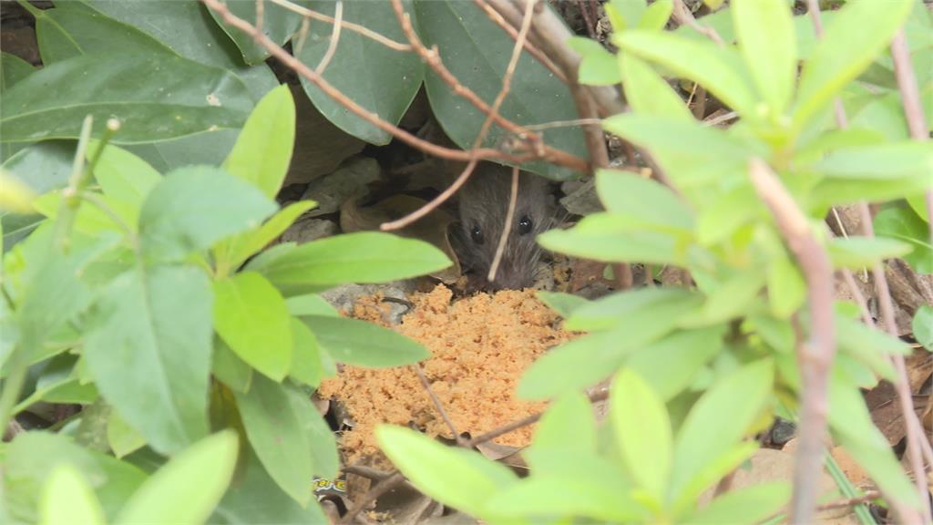 安鼠之亂／沈沈伯洋大學講座湧人潮　直球對決藍營指控"造鼠計畫"