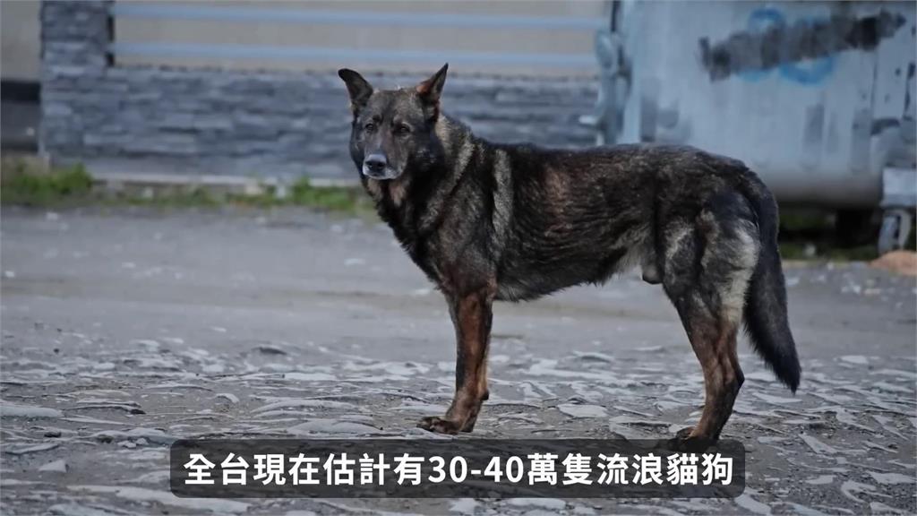台灣浪浪達30萬隻「危害保育類動物」 她曝生態圈現況:比想像嚴重