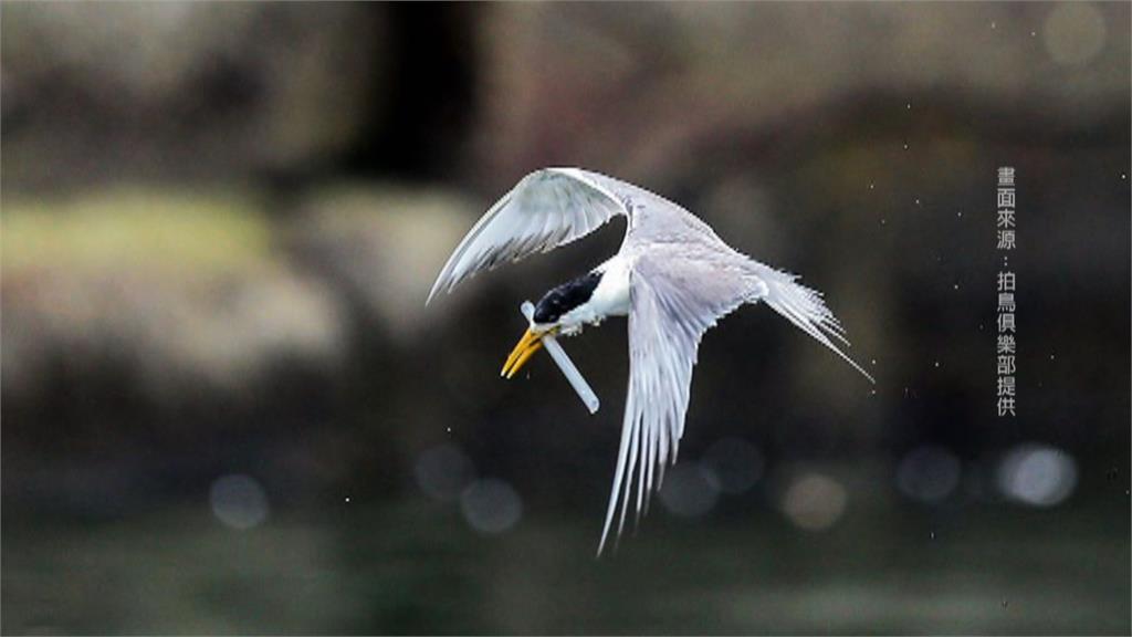 正值鳳頭燕鷗繁殖期 鳥友驚見遭塑膠盒卡嘴