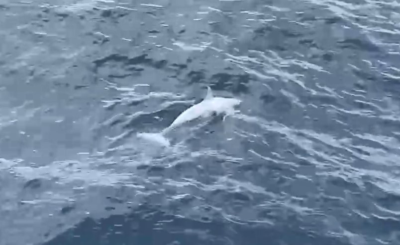 獨家/驚喜!龜山島海域直擊「白子海豚」 資深導覽員直呼:第一次見