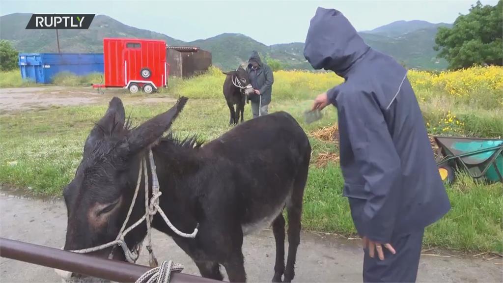 超環保！　「驢子大隊」　西西里島收垃圾生力軍