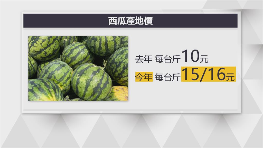 台南歸仁一帶西瓜減產6~7成 農苦不堪言