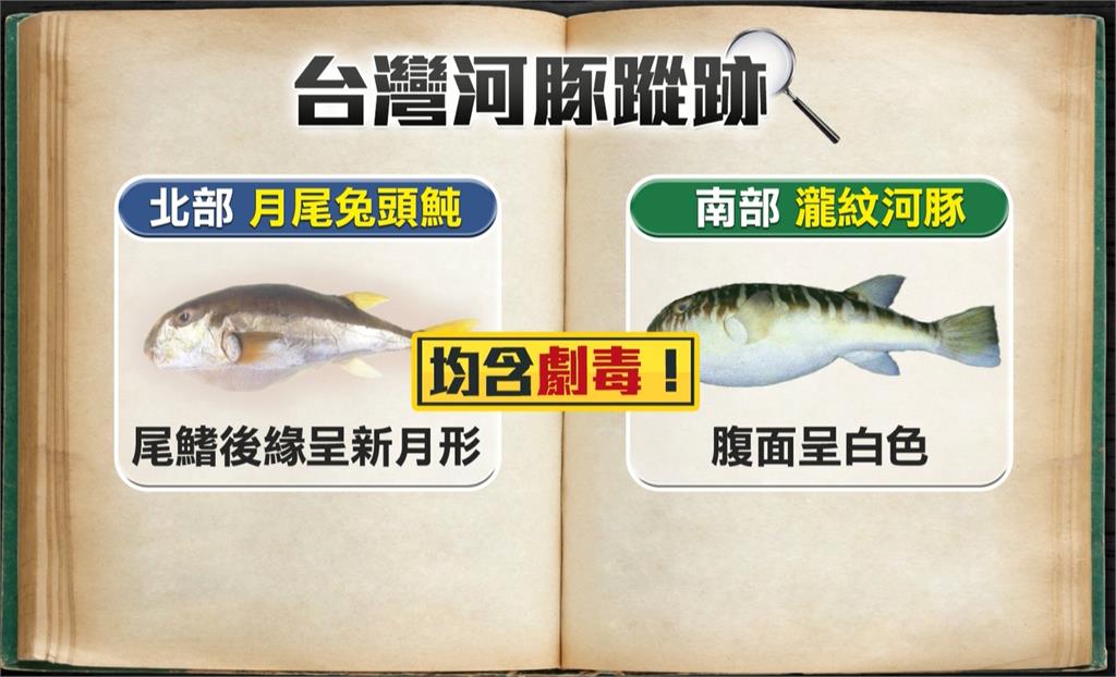 檢體含毒！南投河豚中毒案釀１死　食藥署：吃１、２片就達致死劑量