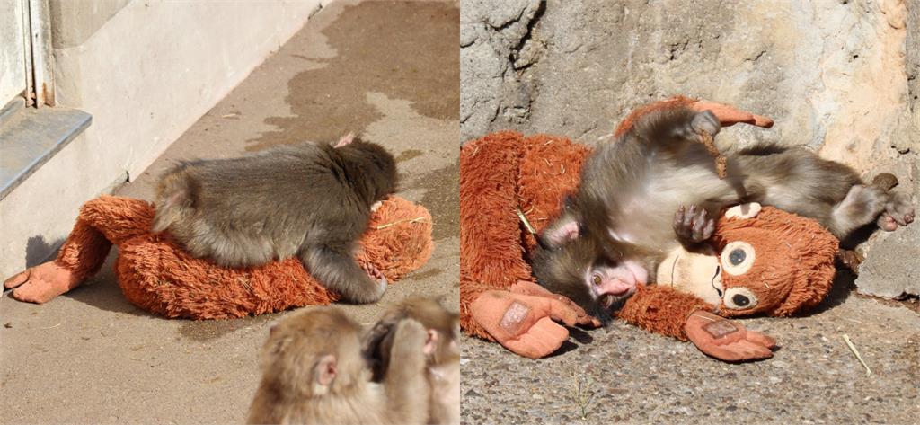 小猴「緊抱娃娃」畫面瘋傳！園方揭開「棄養身世」惹哭網友：希望快點長大