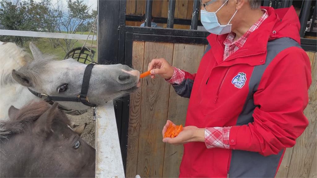 桃園農場4匹馬骨瘦如柴　送清境農場專業照顧