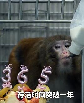 「獼猴體內換上豬腎」活一年！中國異種器官移植畫面外流…醫生喊：人體移植倒數