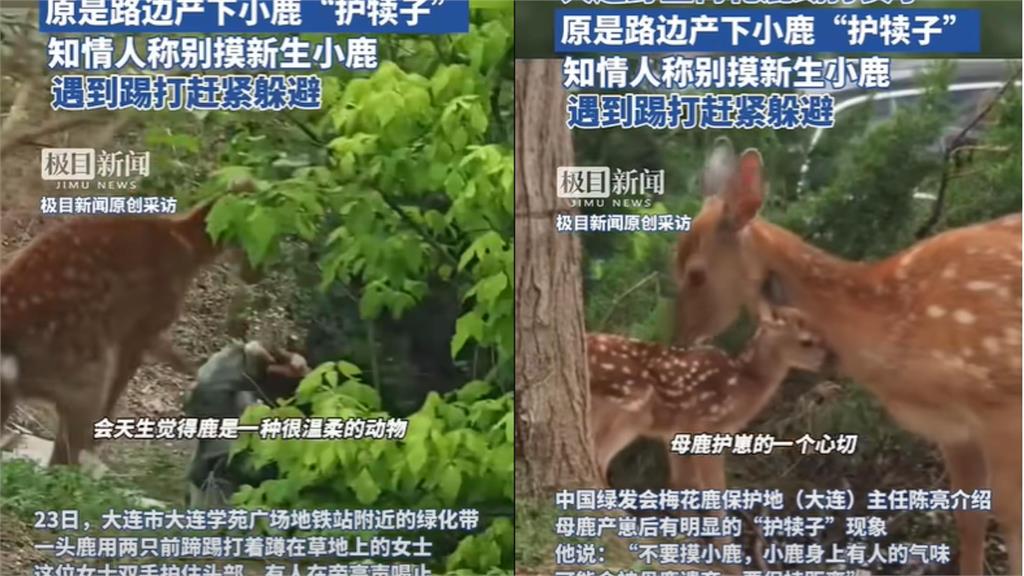 靠近鹿寶寶就出事!中國女拍產後母鹿「遭暴踩」網:活該沒常識