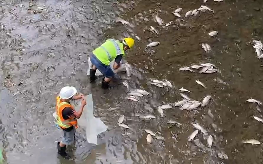 快新聞/天氣炎熱又少雨 基隆鶯歌溪大量魚群缺氧「翻白肚」暴斃