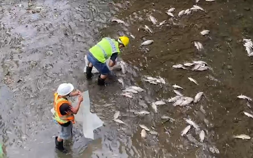 快新聞／天氣炎熱又少雨　基隆鶯歌溪大量魚群缺氧「翻白肚」暴斃