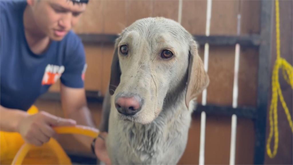 快新聞／辛苦了！花蓮搜救犬Hero光復繼續搜救　下工洗澎澎萌樣曝