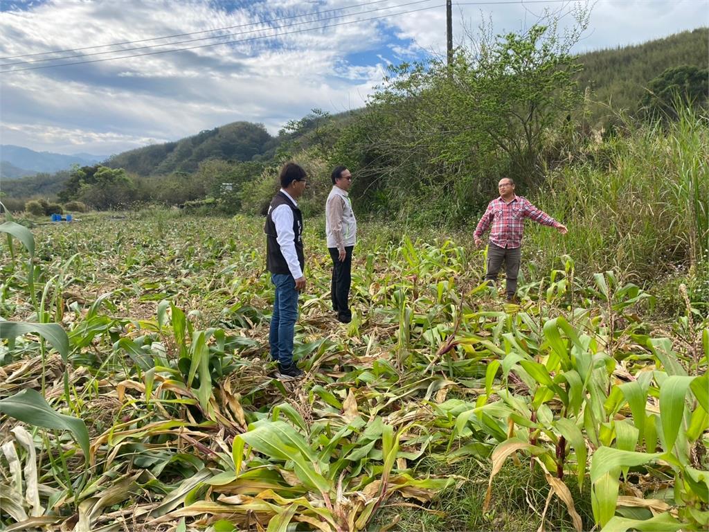 快新聞/農友配合專案種玉米卻遭山豬啃食 綠委沈發惠介入陳情爭到補助