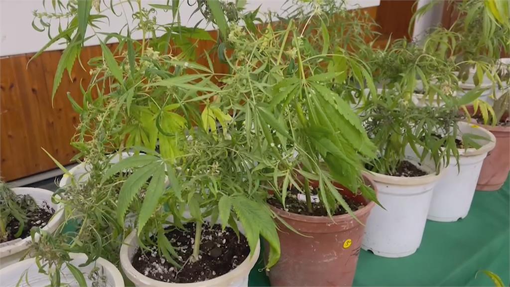 走偏的斜槓人生　百坪蘭花園改種大麻被查獲