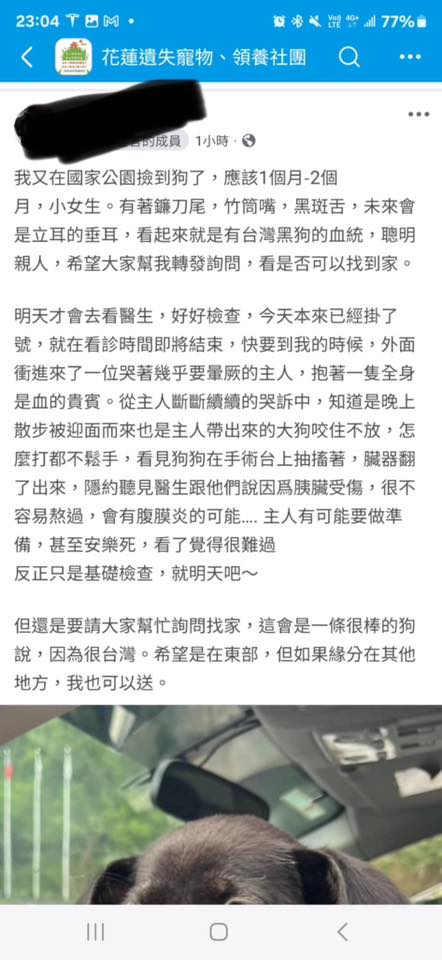 比特犬
