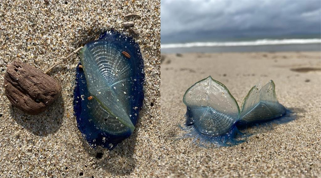 岸邊「藍色果凍」有毒只看別碰！加州海灘全是「神秘生物」真實身分曝光