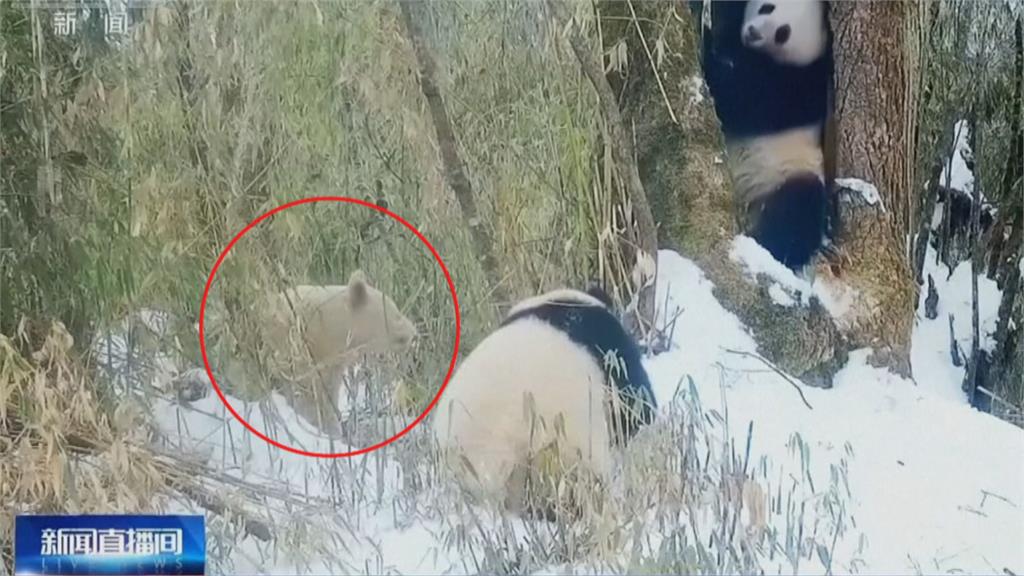 「卸妝？」全身都是白的　四川驚見白色野生熊貓