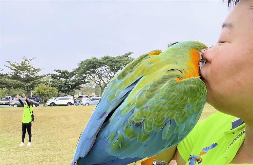 台灣鳥協年終聚會！　上百鸚鵡天空中嬉戲追逐