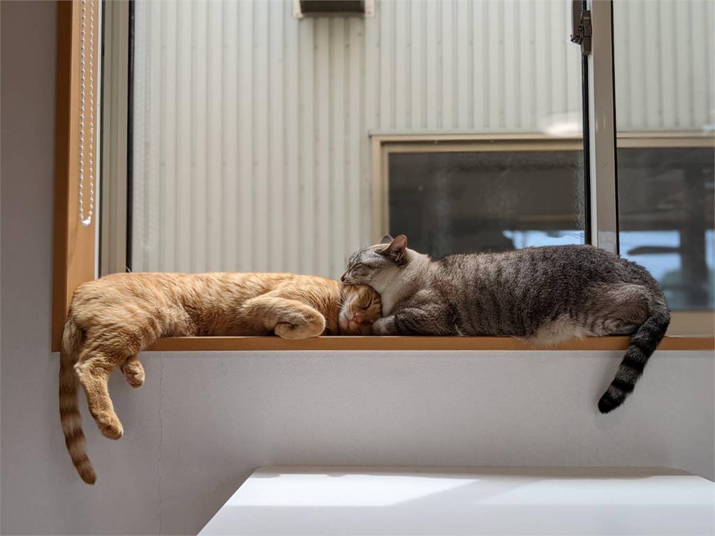 貓咪趁同夥熟睡竟「張嘴咬頭」？網見真相全笑翻：做了好吃的夢吧！