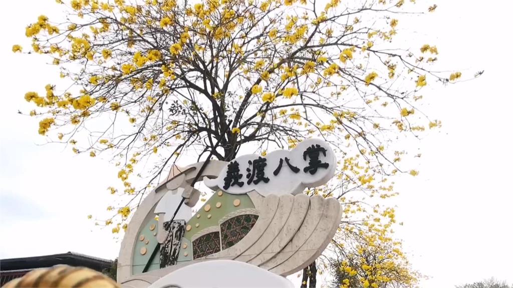 嘉義紫藤花季浪漫登場 巴掌溪畔金黃風鈴花綻放吸客