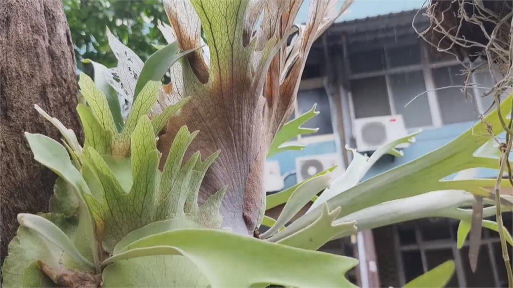 「鹿角蕨植栽」連續竊案 屋主氣炸痛罵整碗端走報警逮