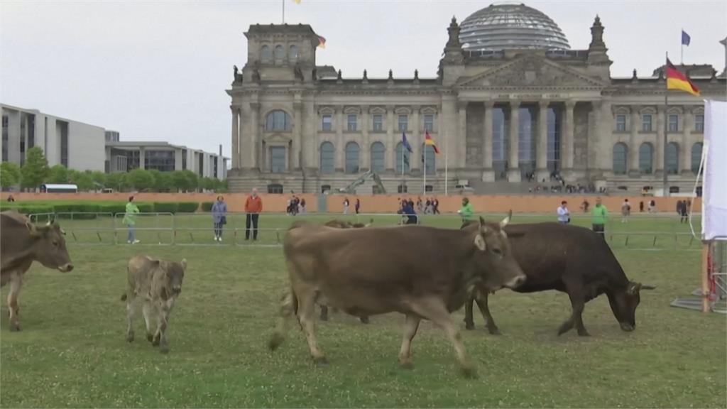 德國環保組織爭放牧權示威奇景　大批牛隻國會大廈前吃草