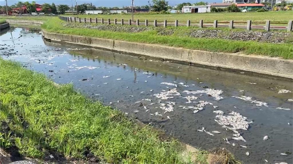 宜蘭打那岸圳驚見「魚群翻肚」　　綿延數十米「屍臭沖天」