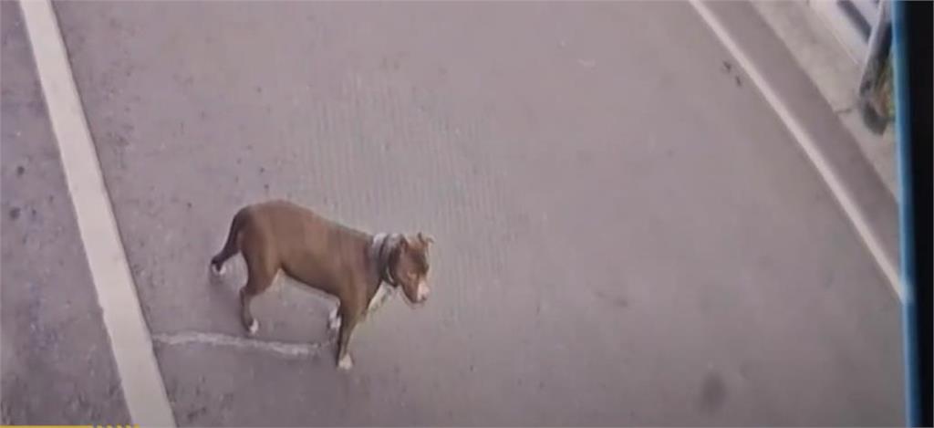 比特犬飼主要提告「救援民眾」稱牠被打死!「1疑點有詐」動保科查真相