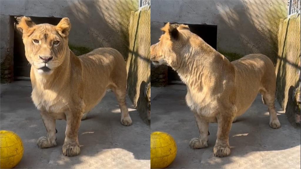 中國動物園「柯基獅」腿太短遭排擠 靠「1張圖」萌翻全網:快開放見面!