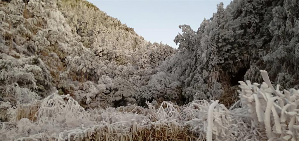 美翻！太平山變銀白世界　藍天白雲「日出霧凇」美景曝光