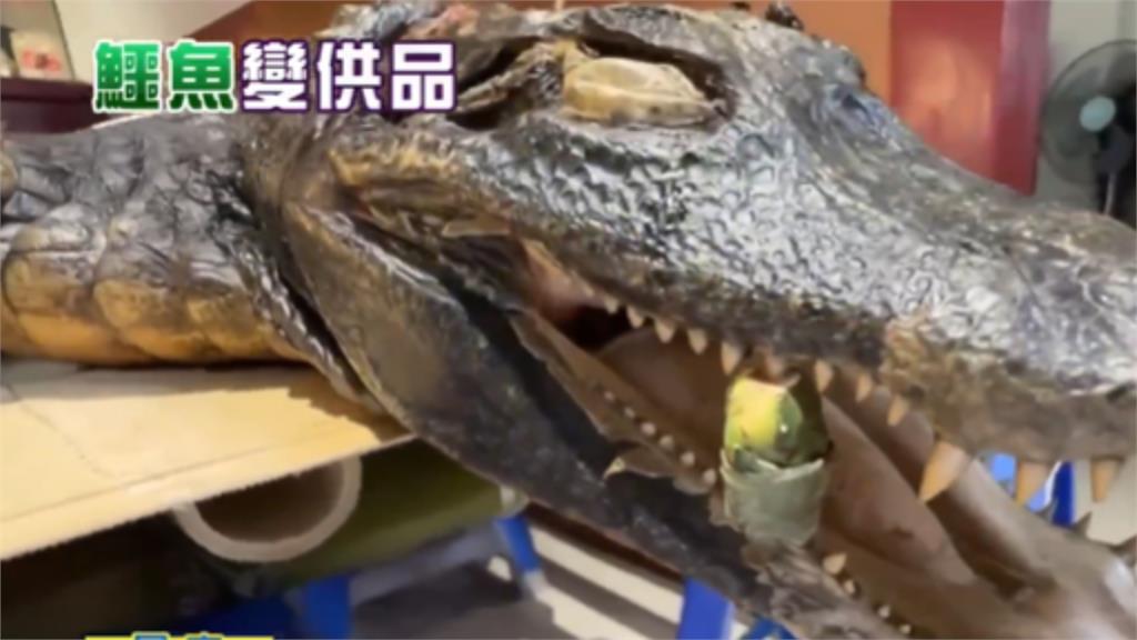 屏東廟會供桌驚見「一整隻鱷魚」信眾嚇傻!宮主揭要價上萬:拜完炒三杯吃