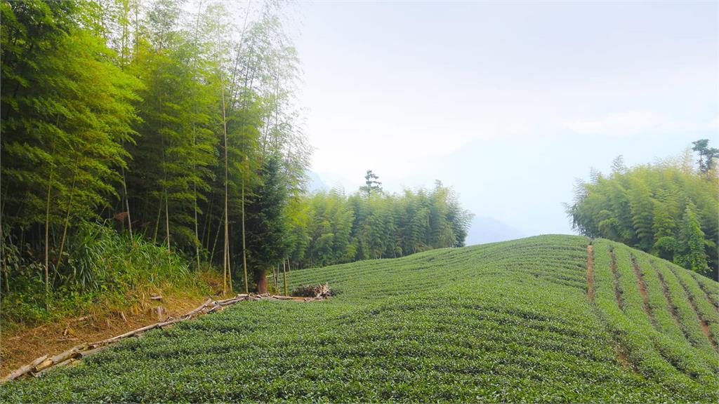 嘉義梅山最美十景　超美茶園、竹林、瀑布這裡賞這裡拍