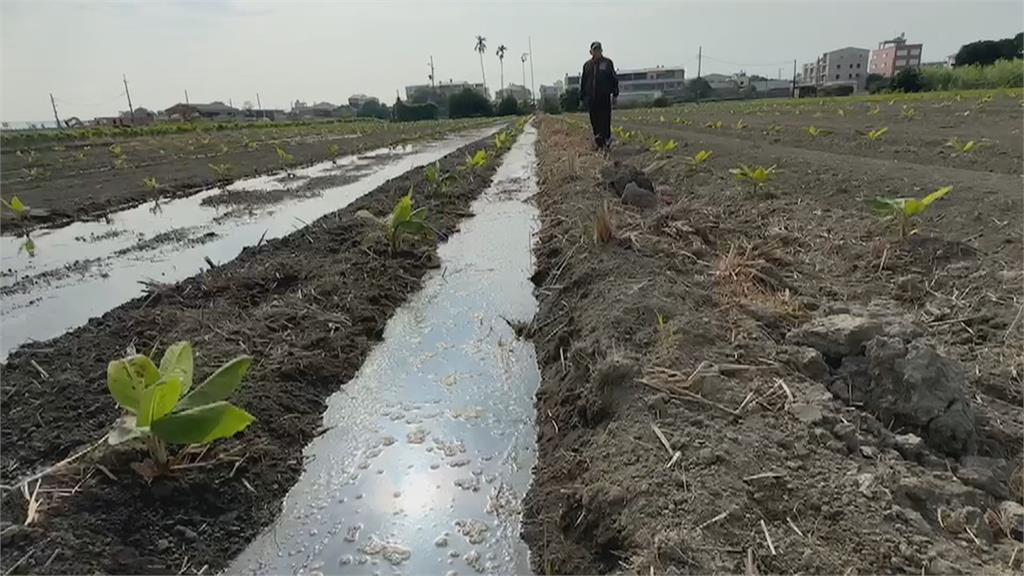 週末首波寒流南下　雲林蕉農紛幫香蕉「穿衣服」