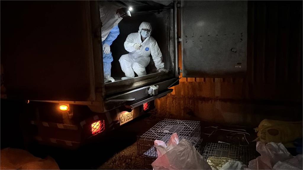 快新聞／8年來首見！桃園驚傳爆發H5N1　急撲殺2500隻珍珠雞