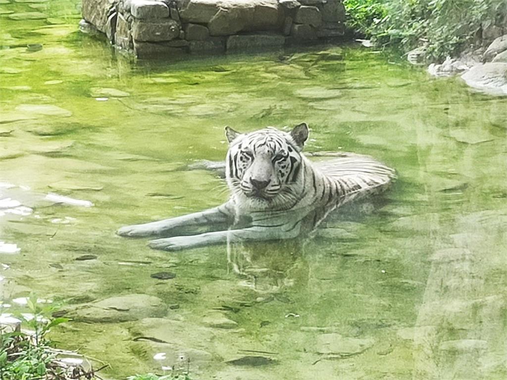 快新聞／再見！19歲圓滿謝幕　壽山動物園白虎「昭海」高齡過世