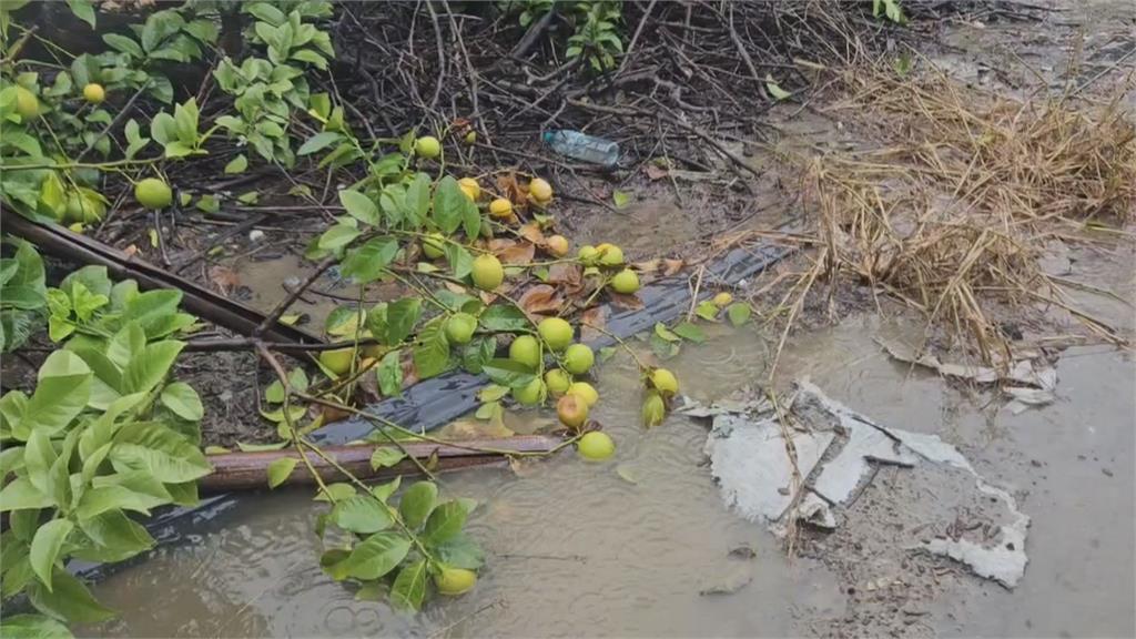 南台灣颱風農損　高雄木瓜、香蕉損失破百萬